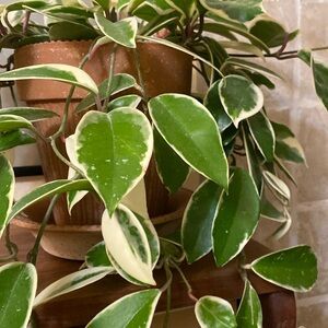 Meet your Posher, Iris